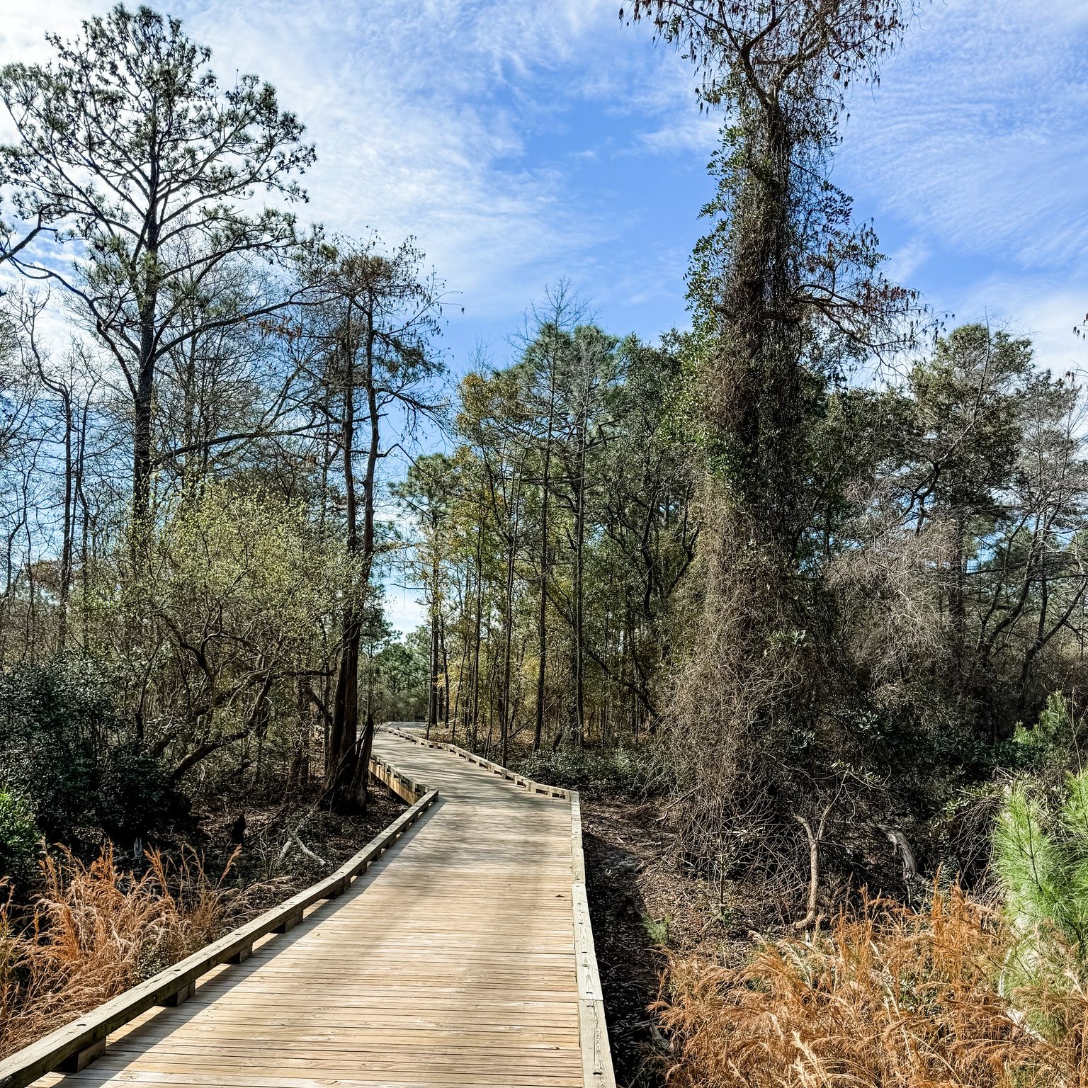 Hanover Pines Nature Park – Brawley